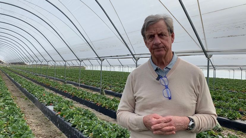 Cal Lewis of Lewis Nursery and Farms shows his tunnel-raised berries. (Spectrum News 1/Natalie Mooney)